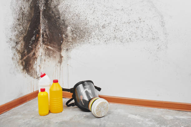 Best Mold Testing  in Butner, NC
