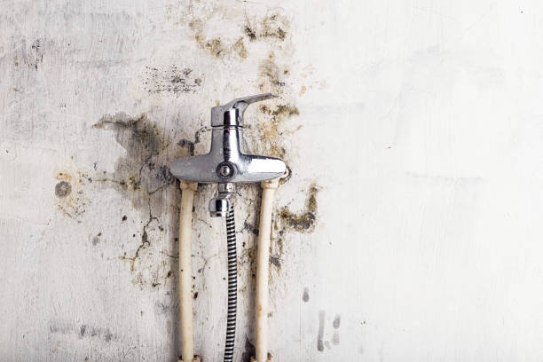 Best Mold Removal Near Me  in Butner, NC