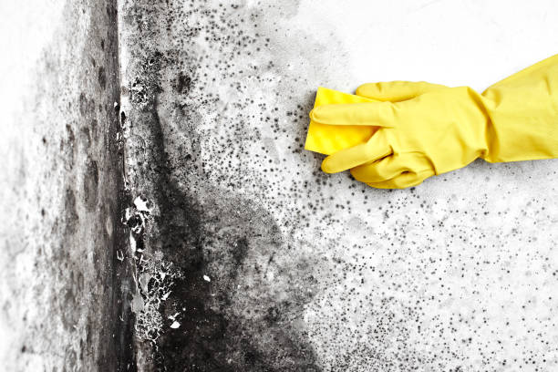 Water Damage Restoration in Butner, NC