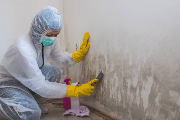 Best Attic Mold Removal  in Butner, NC
