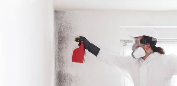 Best Black Mold Removal  in Butner, NC