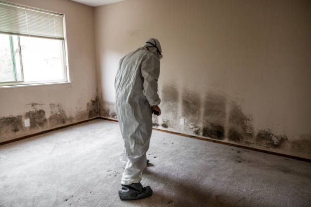 Reliable Butner, NC Mold Removal Solutions