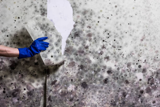 Mold Removal Process in Butner, NC